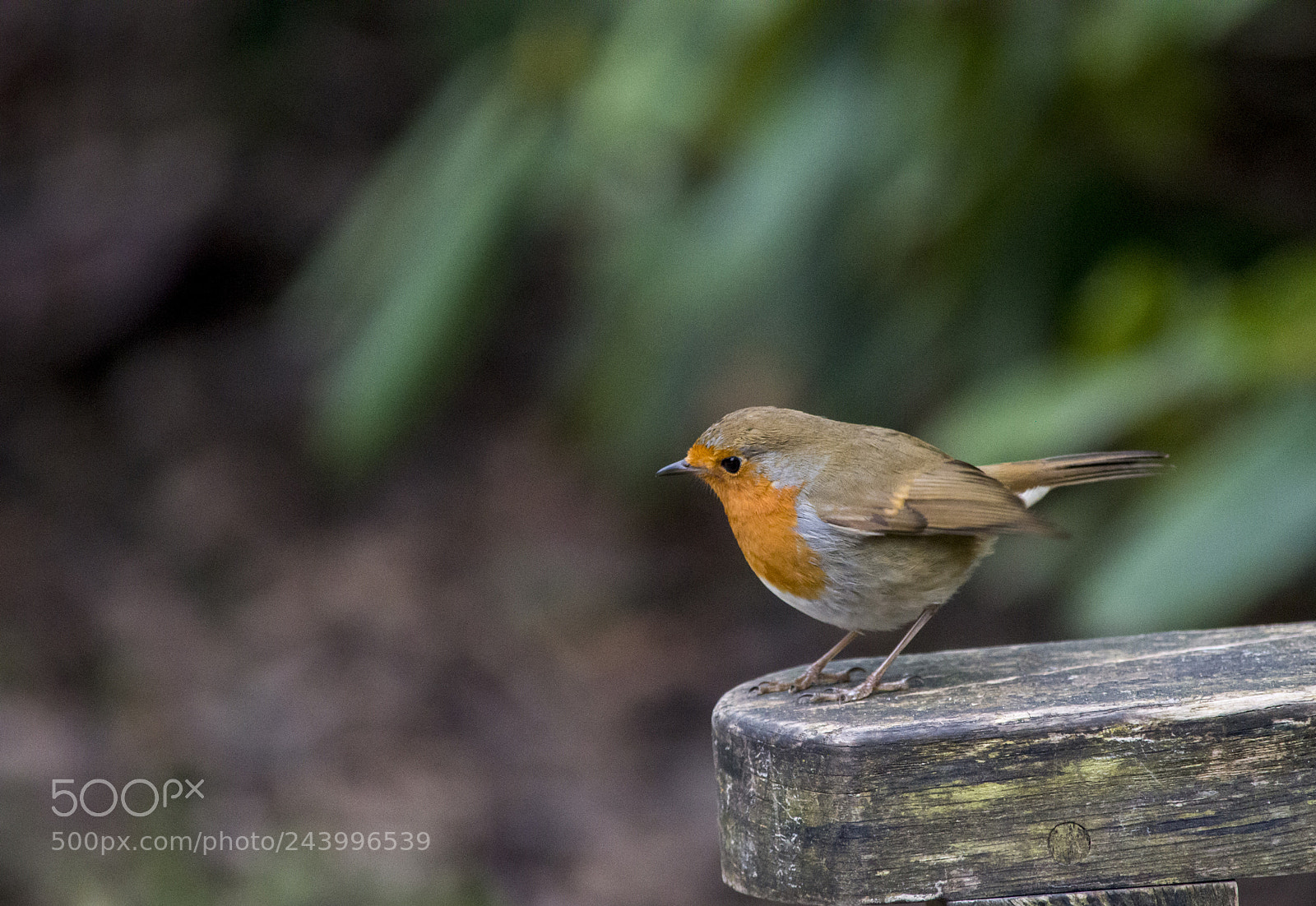 Nikon D3200 sample photo. Robin red breast photography