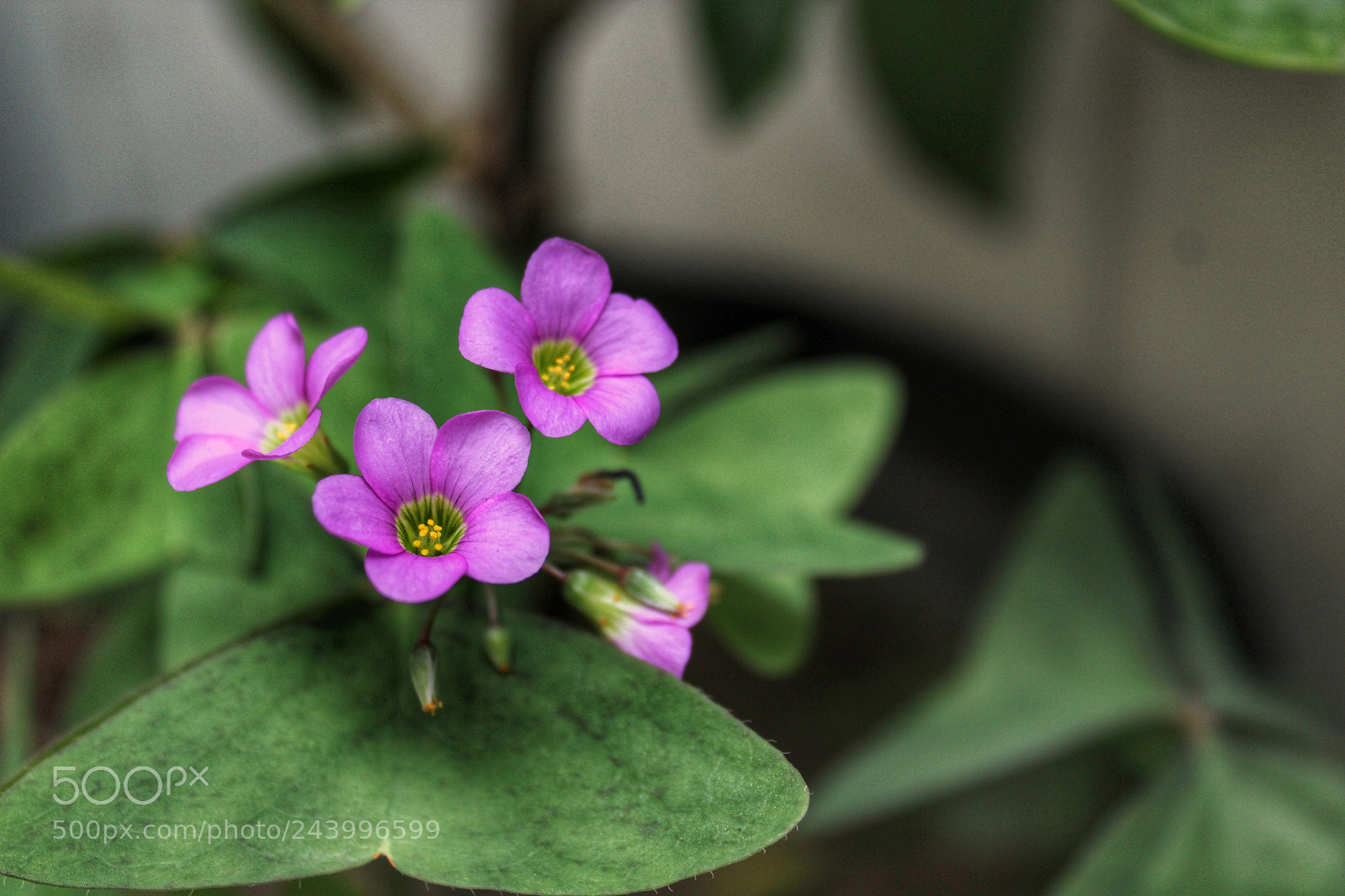 Canon EOS 1200D (EOS Rebel T5 / EOS Kiss X70 / EOS Hi) sample photo. Untitled photography