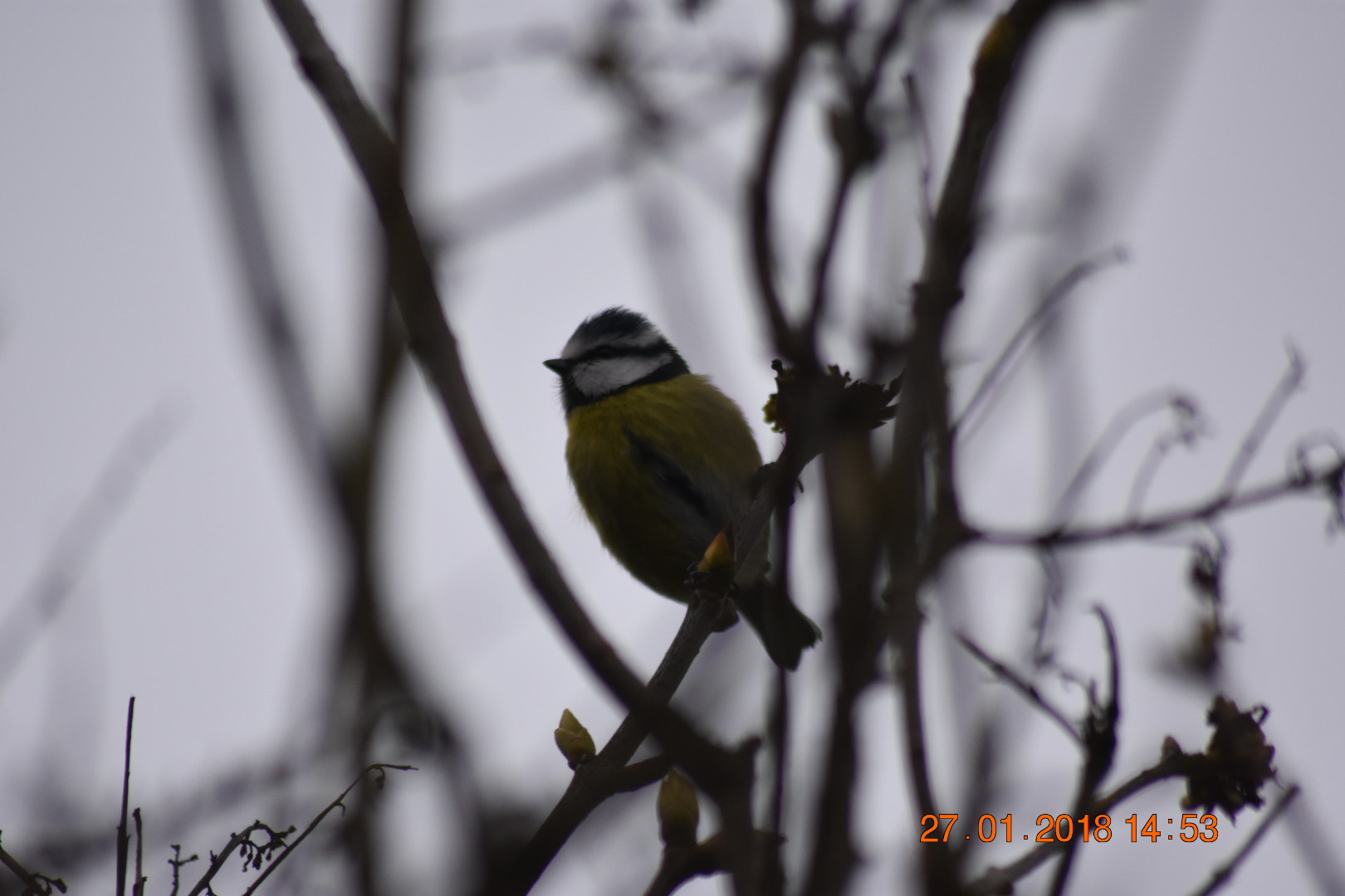 Sigma 70-300mm F4-5.6 APO DG Macro sample photo. Blue tit photography