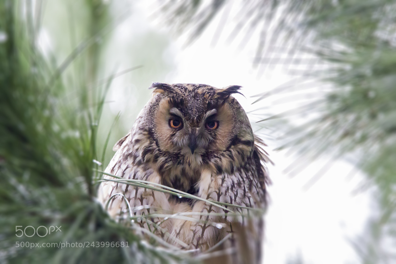 Canon EOS 7D Mark II sample photo. Gufo comune photography