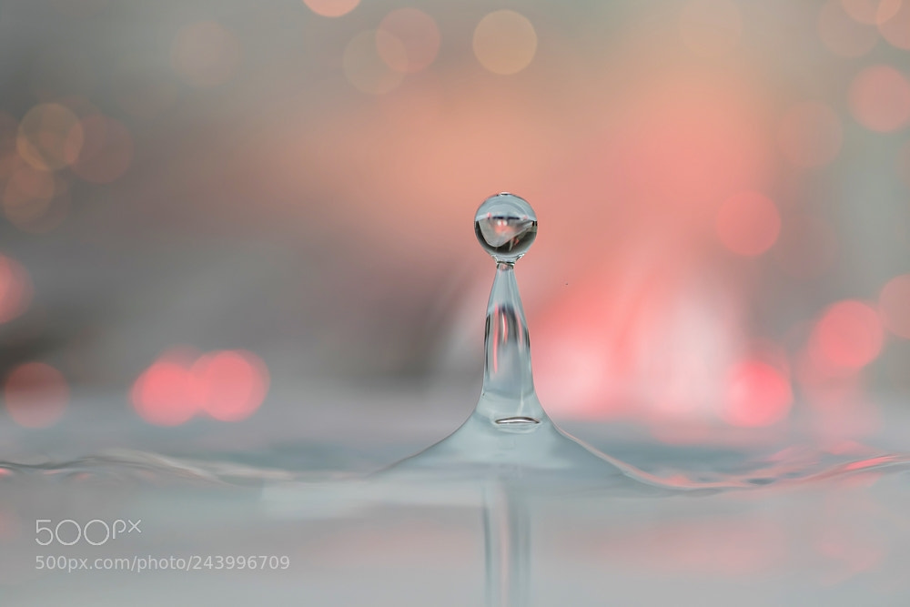 Canon EOS 7D Mark II sample photo. In the pink photography