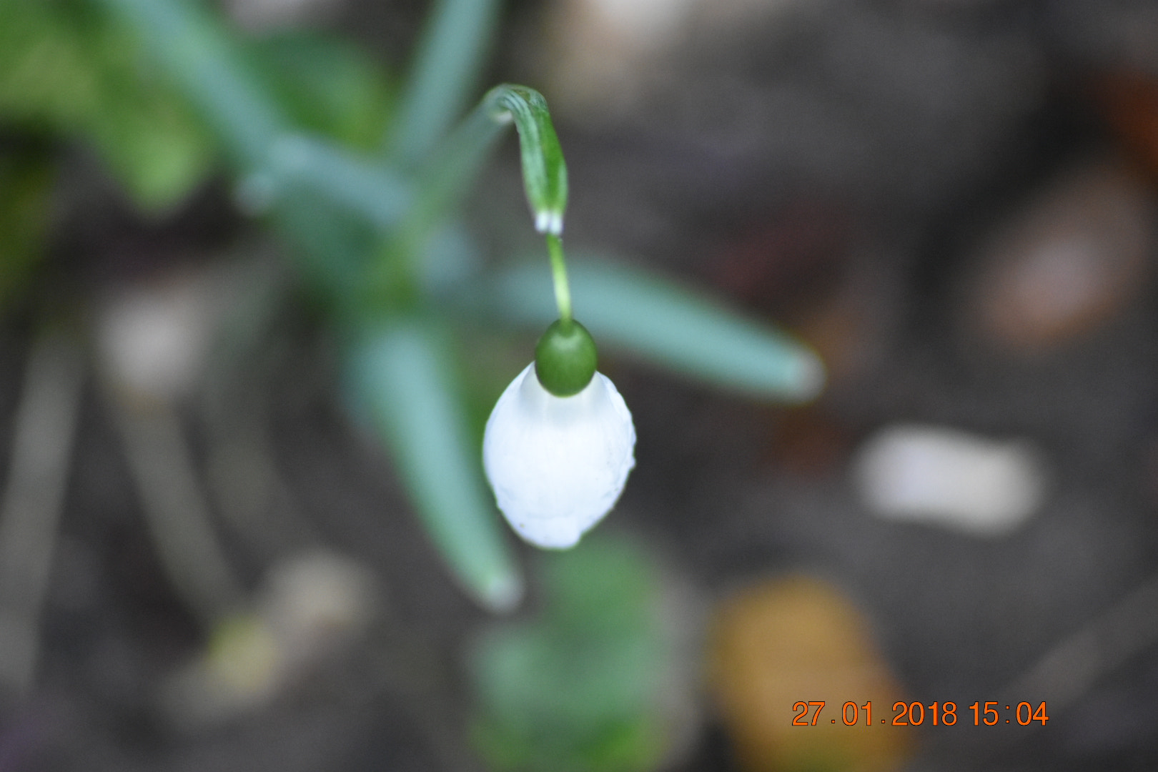 Sigma 70-300mm F4-5.6 APO DG Macro sample photo. Snowdrop photography