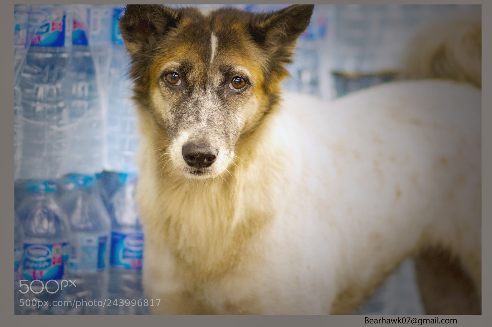 Nikon D7200 sample photo. 234.jpg photography