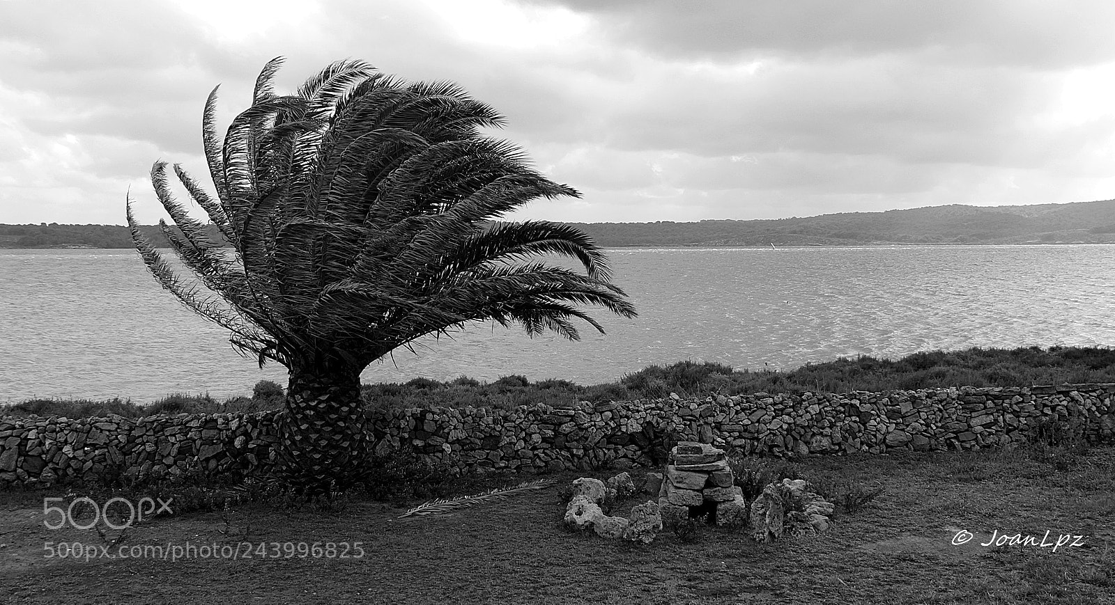 Canon EF-S 18-135mm F3.5-5.6 IS sample photo. Palmera y tramontana photography