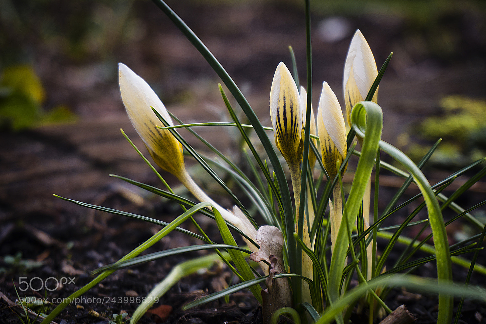 Sony a6300 sample photo. Early spring photography