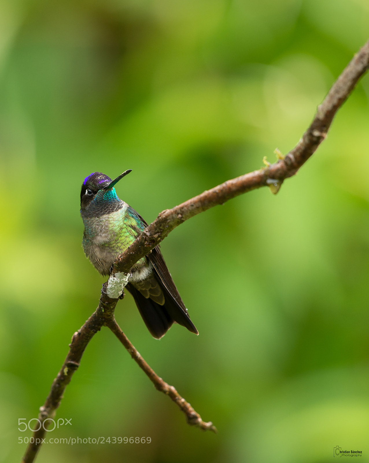 Nikon D4 sample photo. Magnificent hummingbird photography