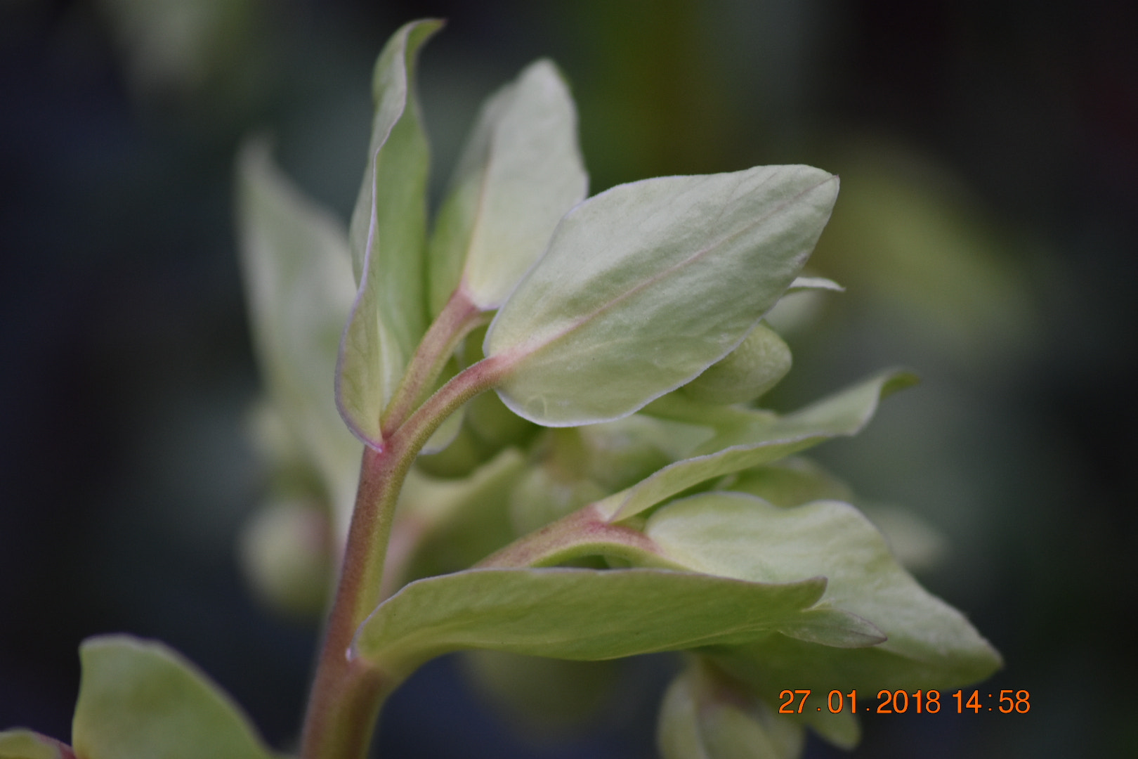 Sigma 70-300mm F4-5.6 APO DG Macro sample photo. Green leaves photography