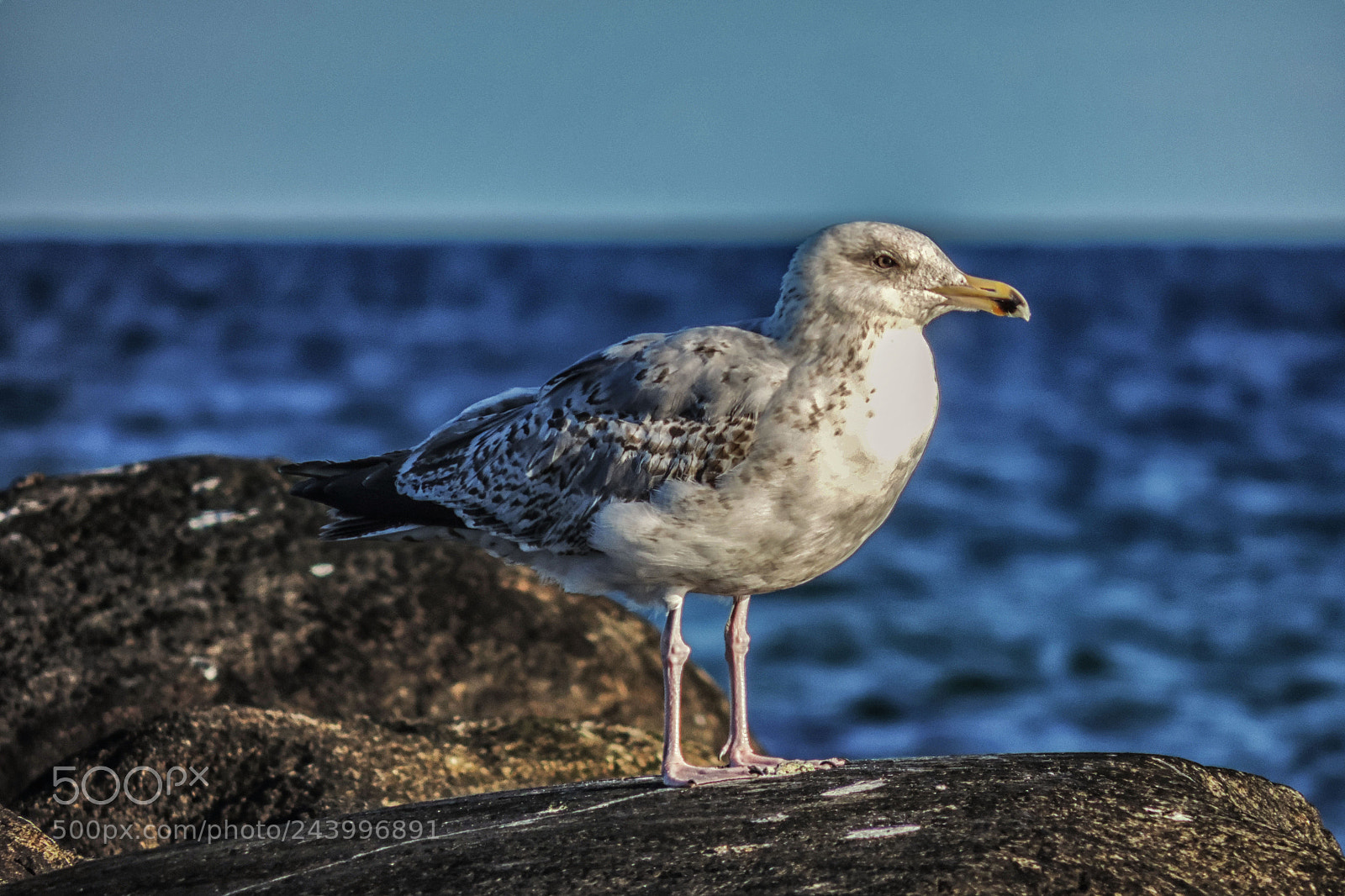 Nikon Coolpix P520 sample photo. Seagull photography