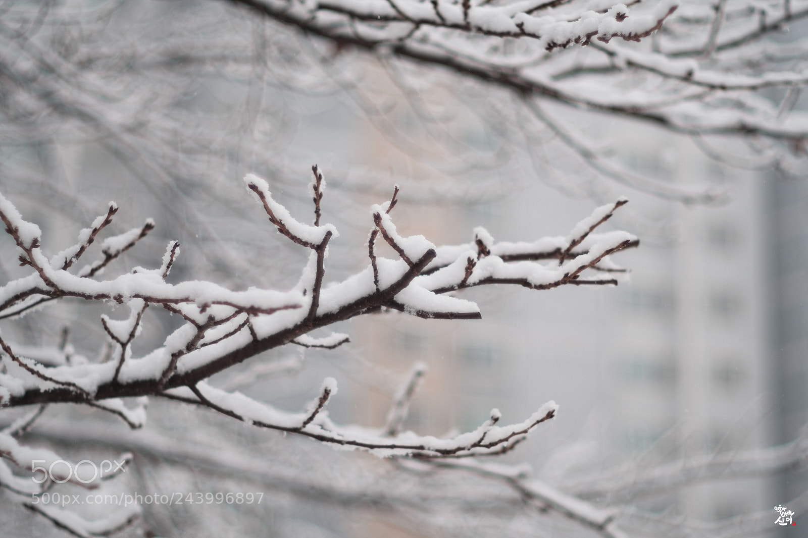 Fujifilm X-T2 sample photo. Snow and branches photography
