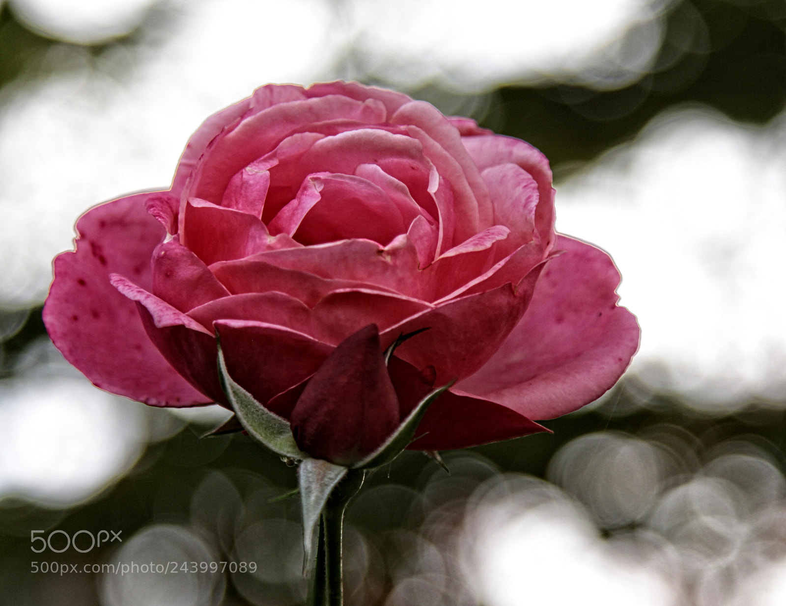 Canon EOS 50D sample photo. Brnd rose 15 o photography