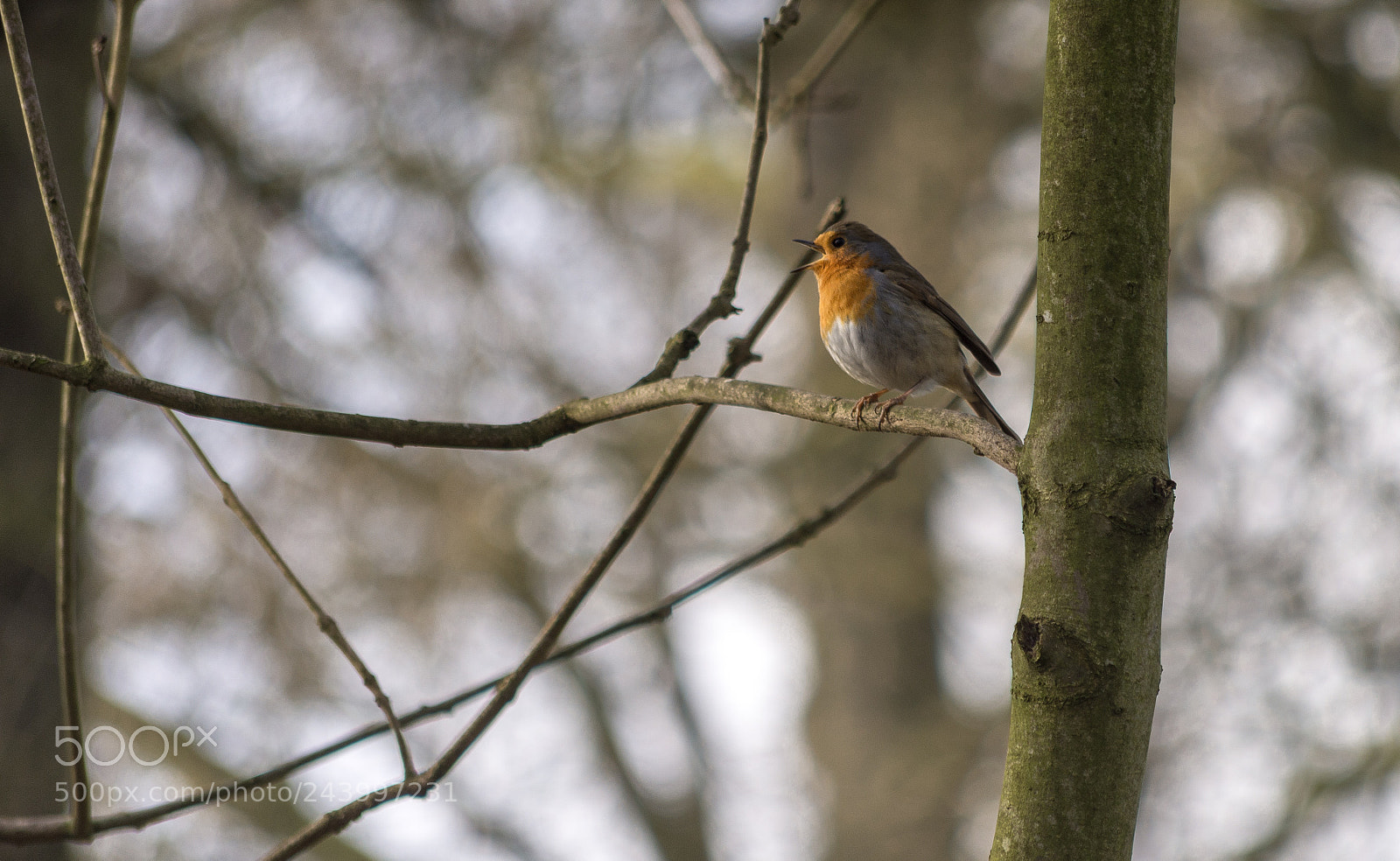 Nikon D7200 sample photo. Singing robin photography