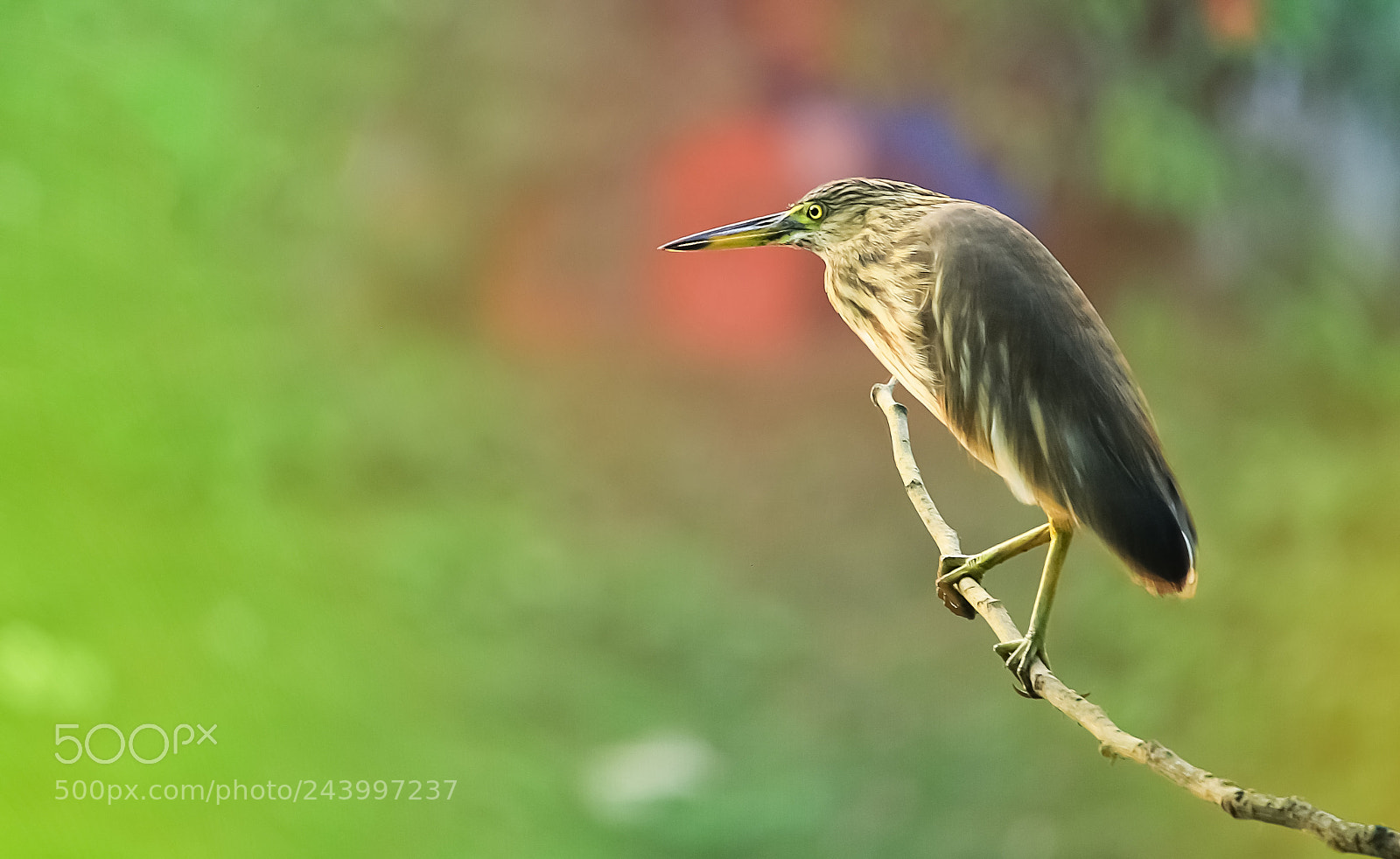 Canon EOS 60D sample photo. Pond heron photography