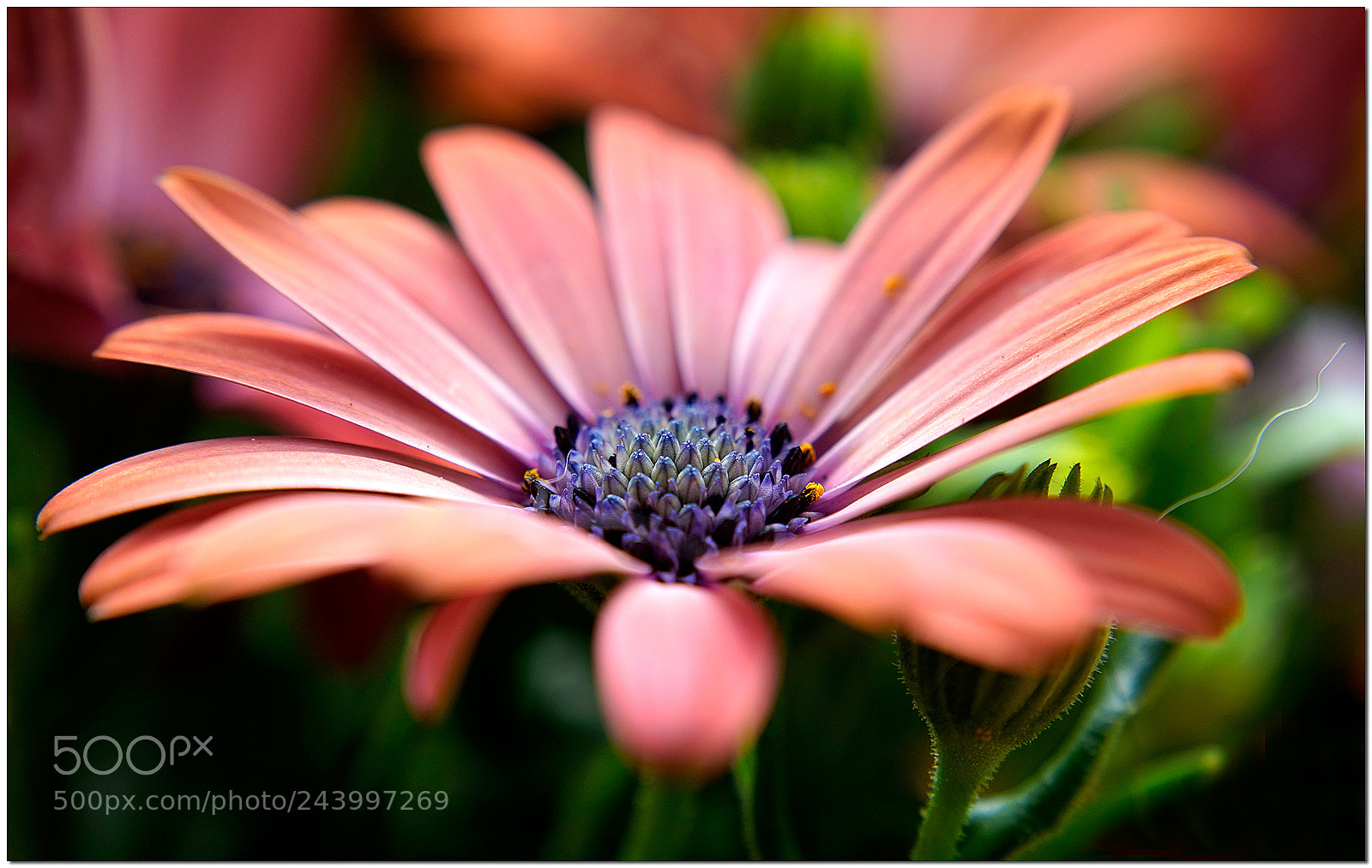 Sony a7 sample photo. Spanish daist photography
