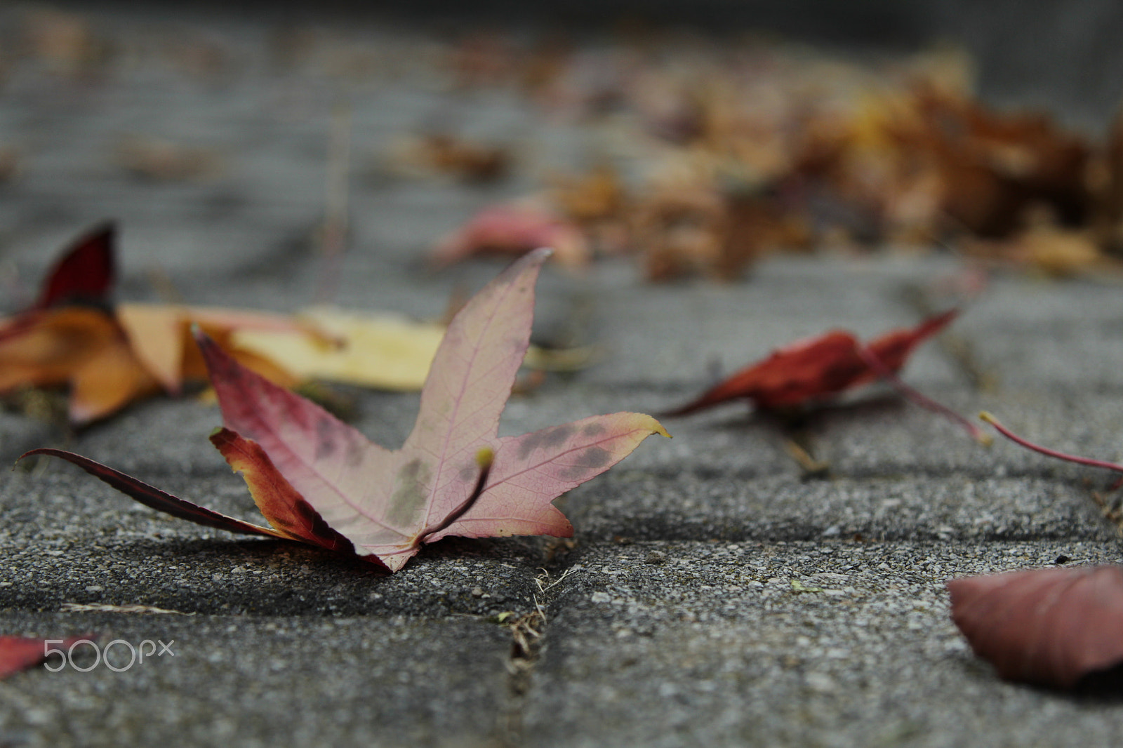 Canon EOS 1200D (EOS Rebel T5 / EOS Kiss X70 / EOS Hi) + Canon EF 24-105mm F4L IS USM sample photo. Leaves on the floor photography