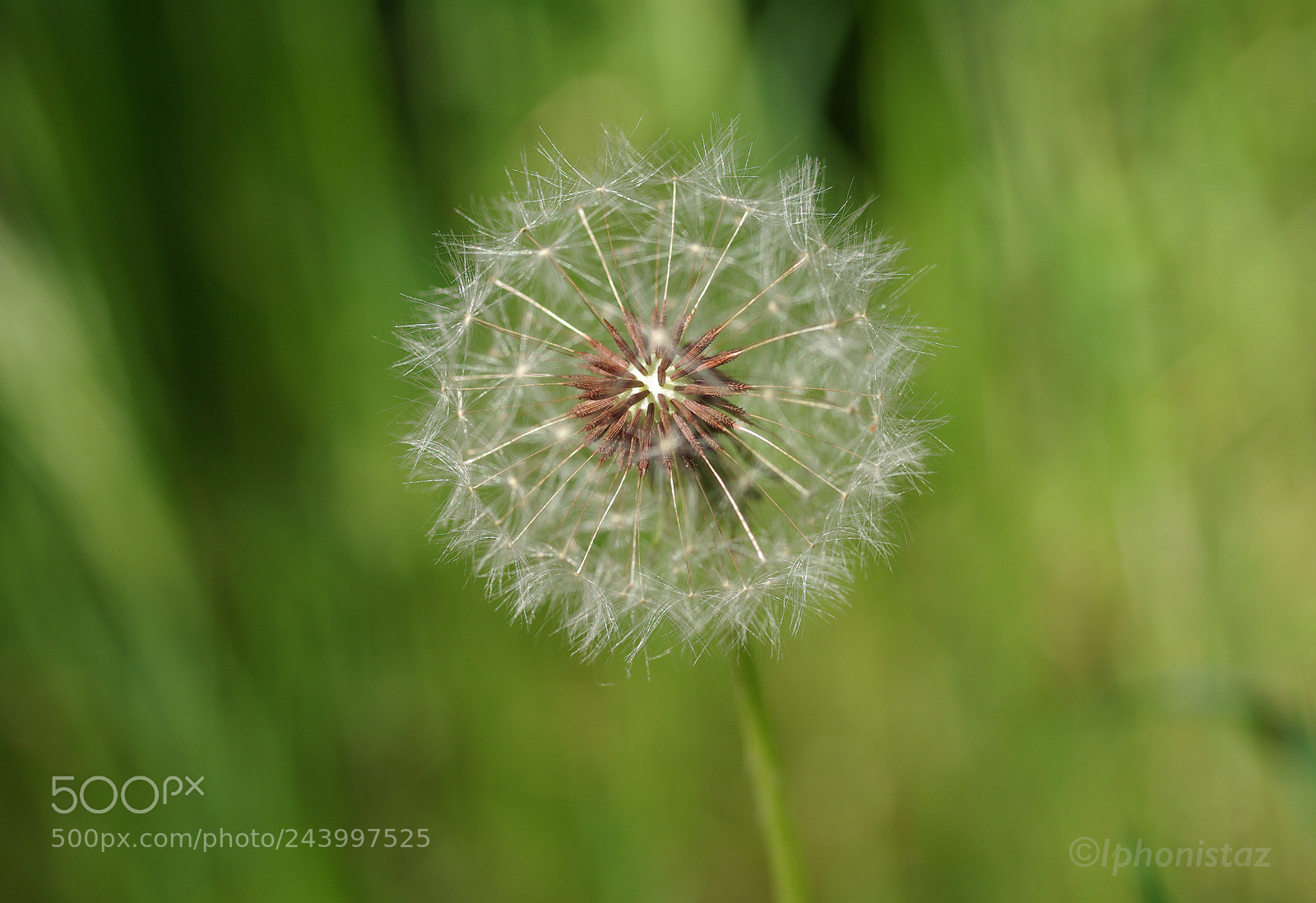 Pentax K10D sample photo. Pissenlit gracile photography