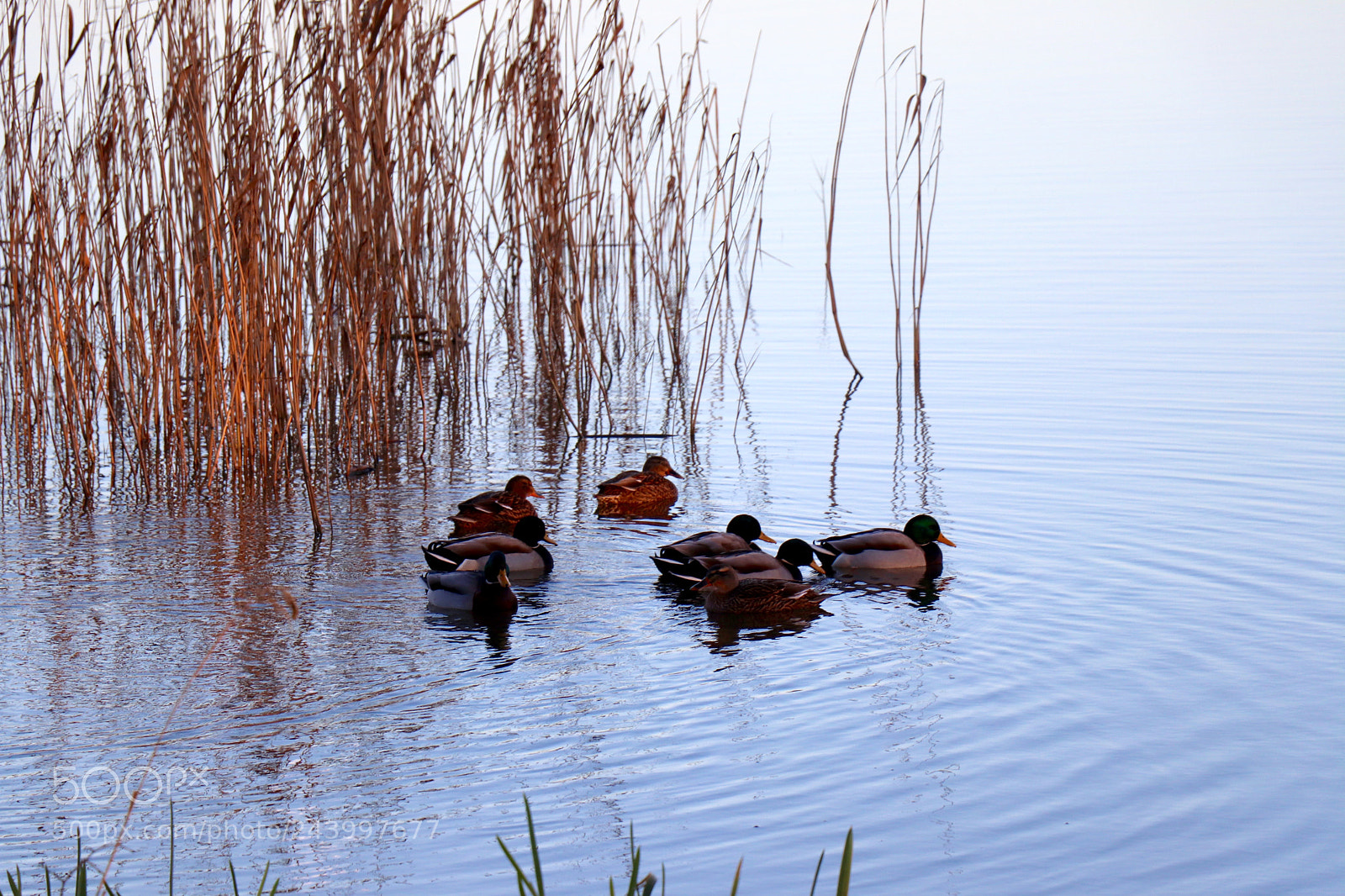 Canon EOS 77D (EOS 9000D / EOS 770D) sample photo. Img photography
