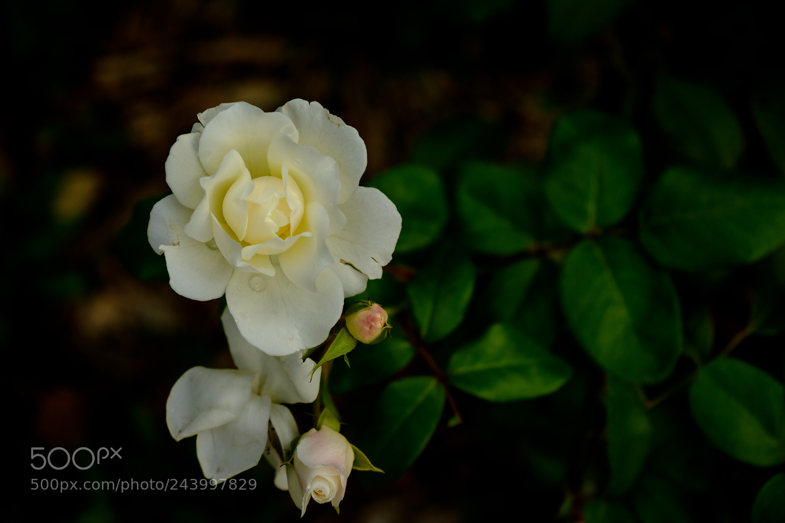 Fujifilm X-T20 sample photo. Life stages photography