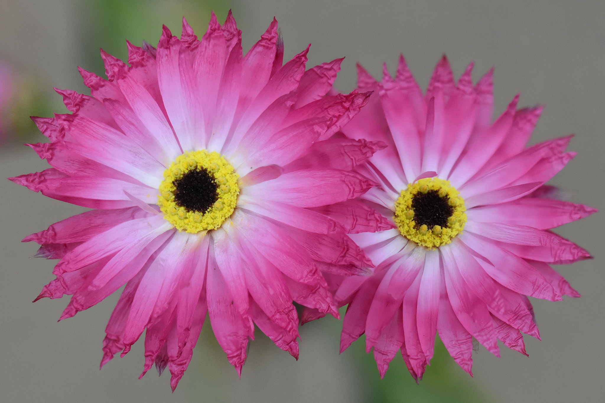 Sigma 105mm F2.8 EX DG OS HSM sample photo. Rhodanthe chlorocephala 'rosea' photography