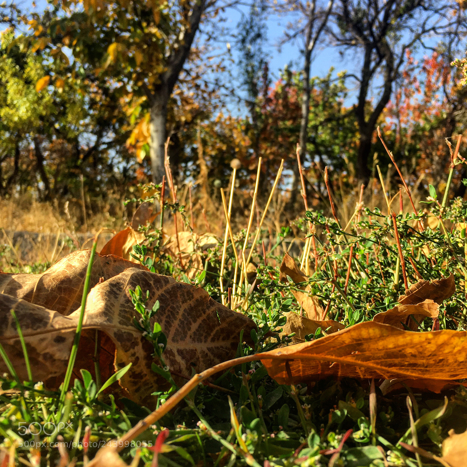 Apple iPhone 6s Plus sample photo. Fall photography