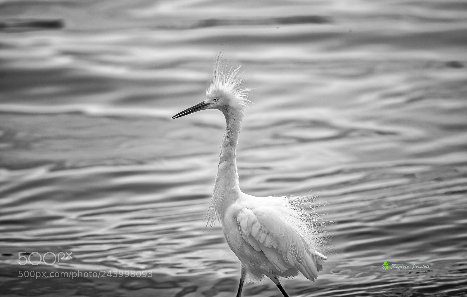 Nikon D610 sample photo. Garça-branca-pequena (egretta thula) photography