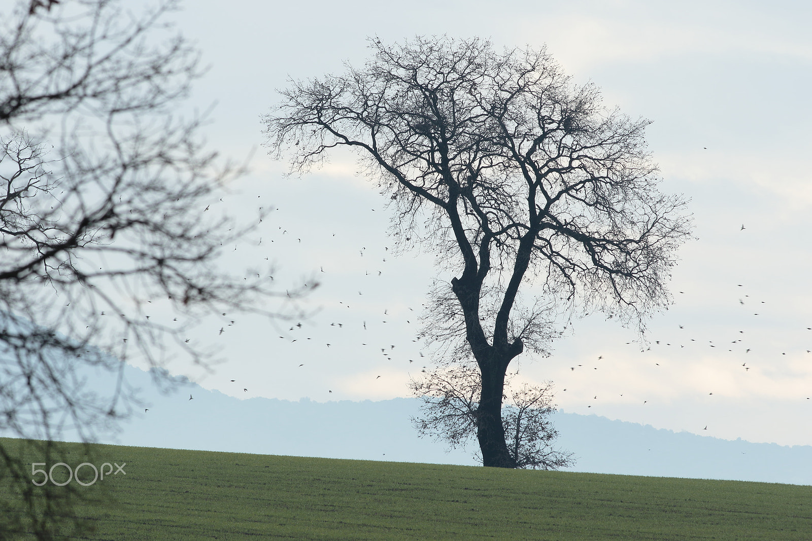 Canon EF 400mm F5.6L USM sample photo. The tree of the birds photography
