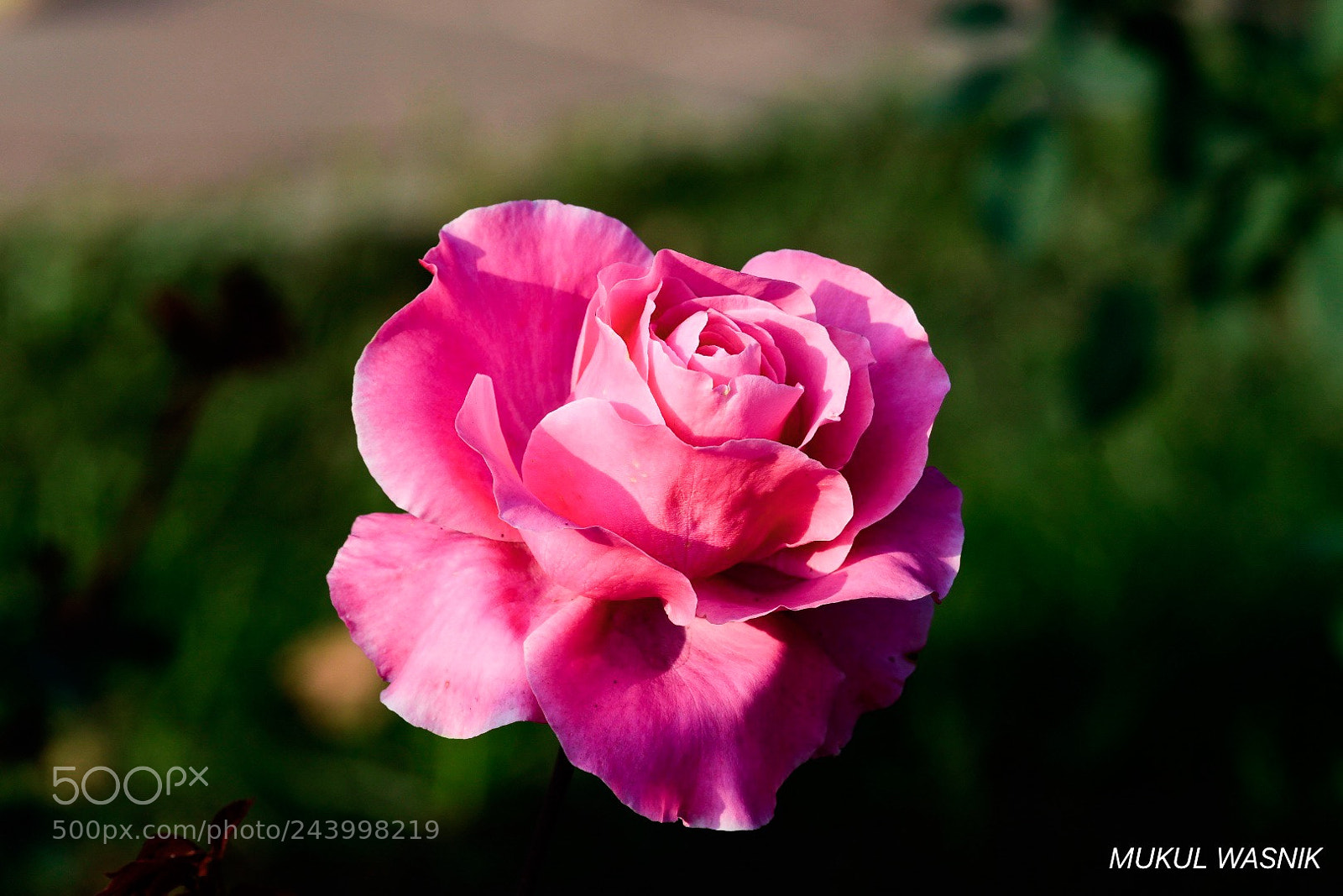Nikon D500 sample photo. Pinky in cold photography