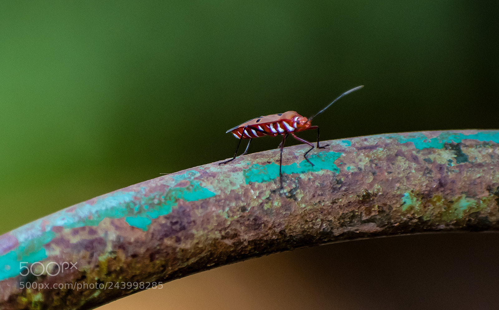 Nikon D7200 sample photo. Red insect photography