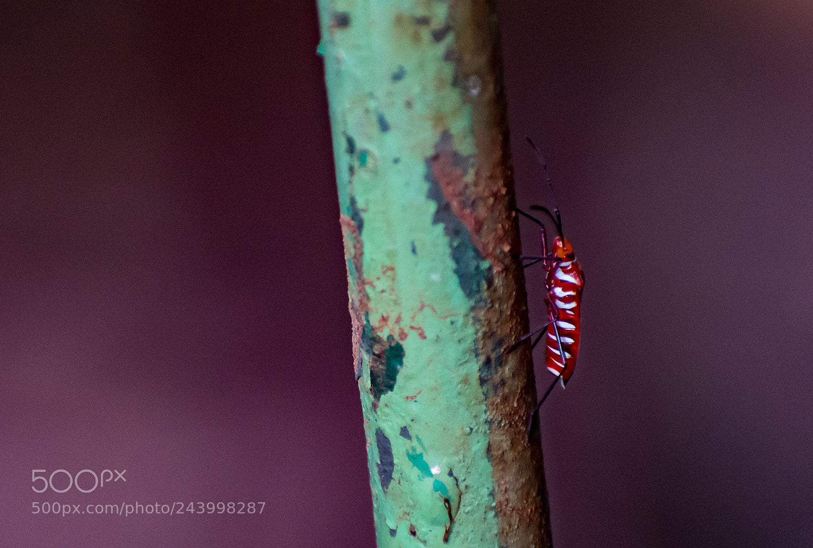 Nikon D7200 sample photo. Red insect photography