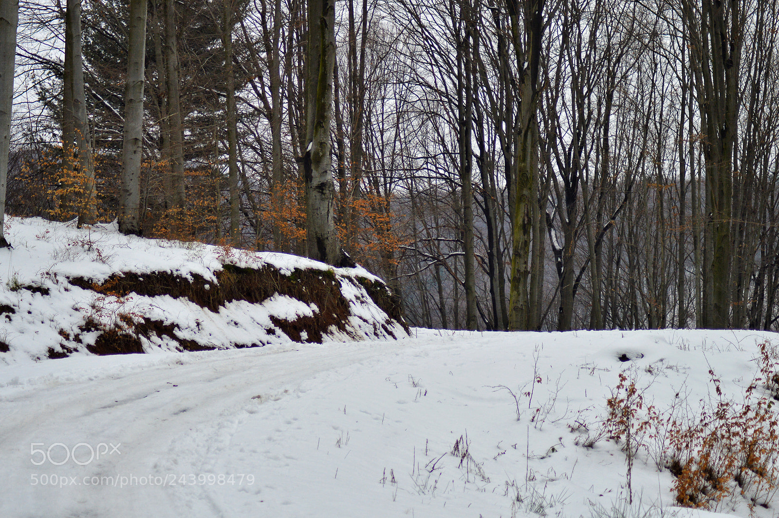 Nikon D3200 sample photo. Road in forest. photography