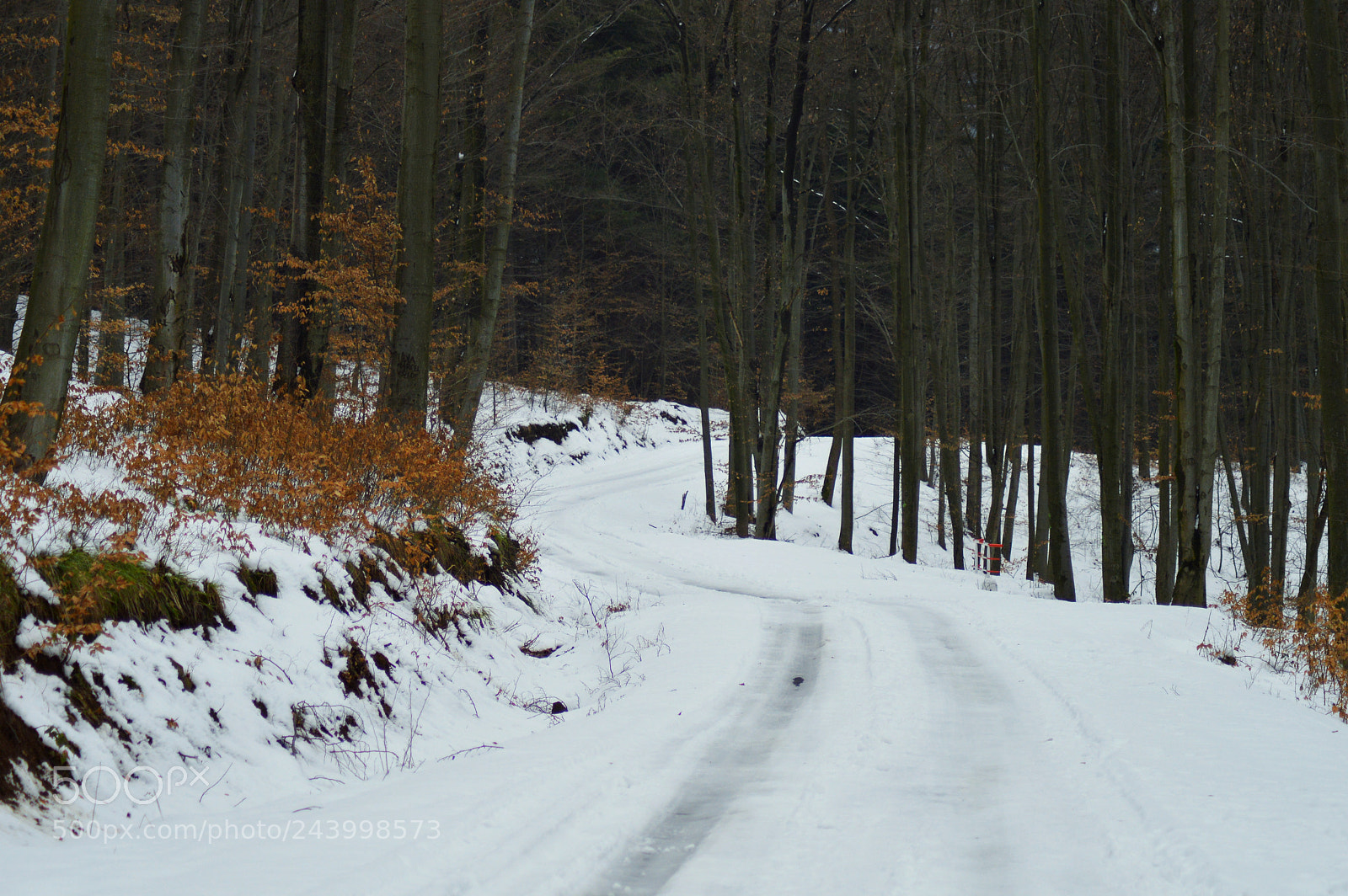 Nikon D3200 sample photo. Winter. photography