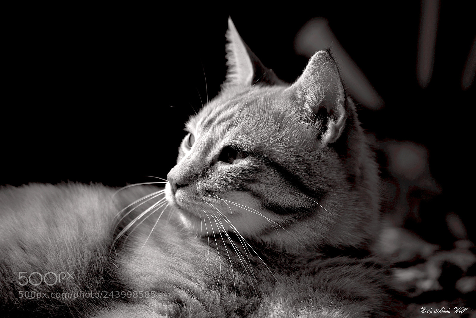 Pentax K-1 sample photo. Cat photography