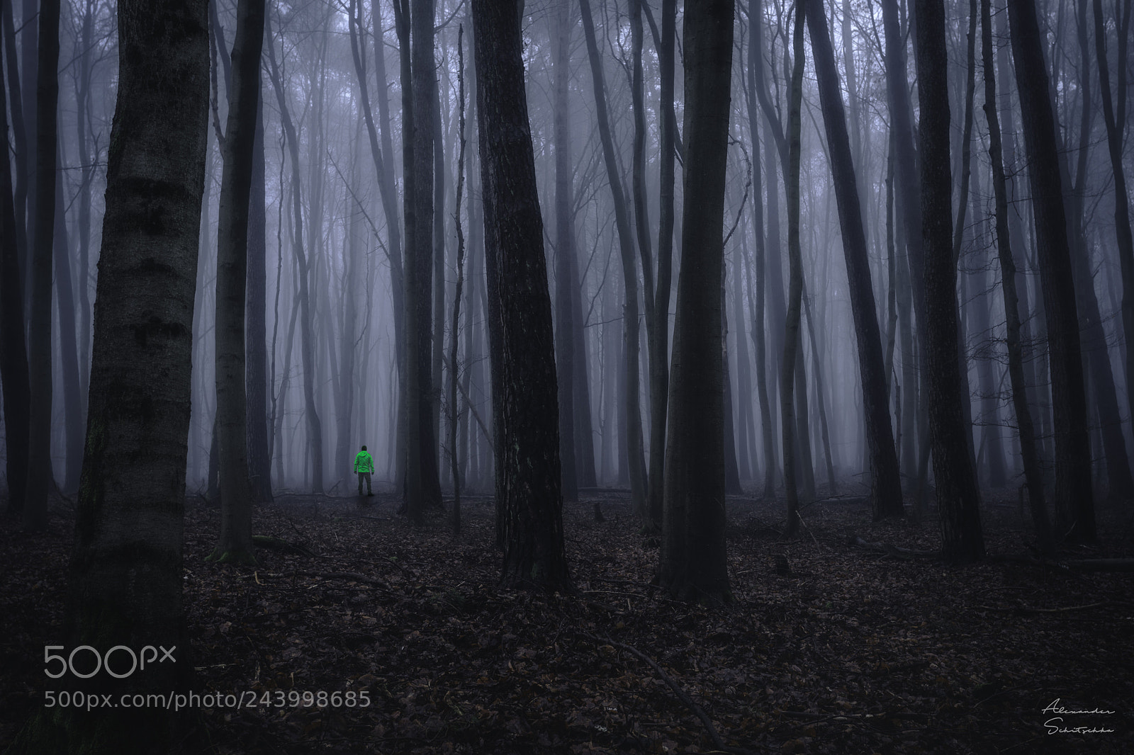 Sony a7 sample photo. Misty forest walk photography