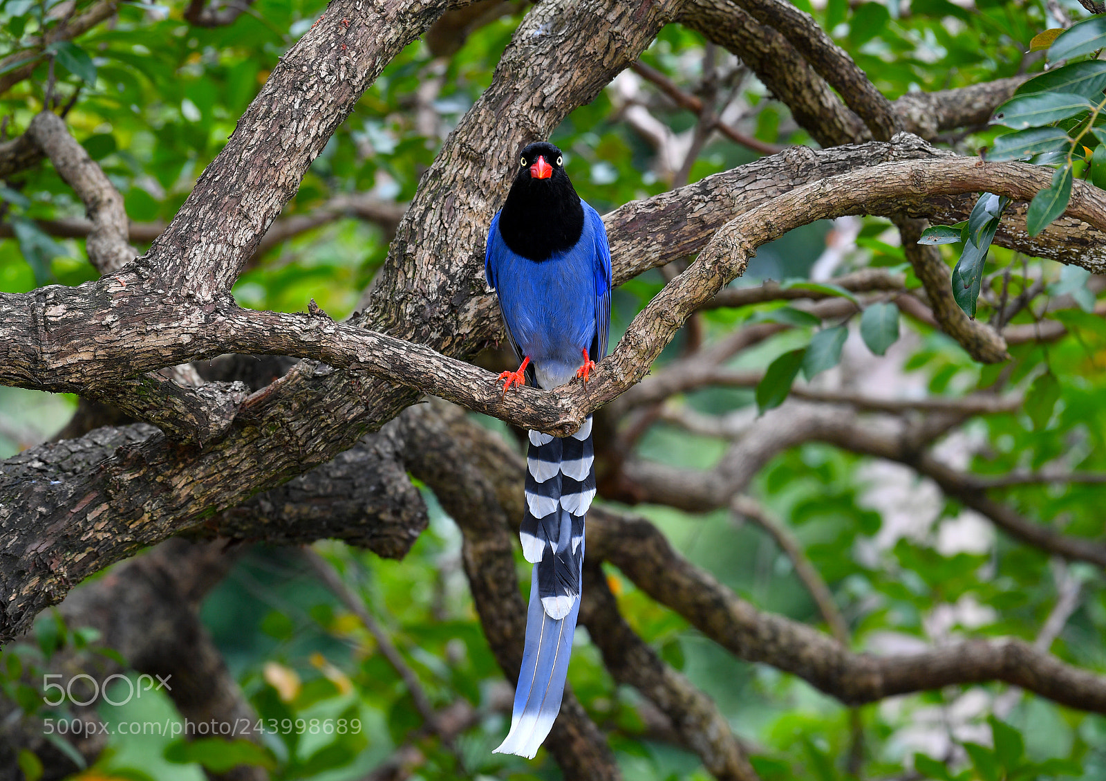 Nikon D5 sample photo. Taiwan blue magpie photography