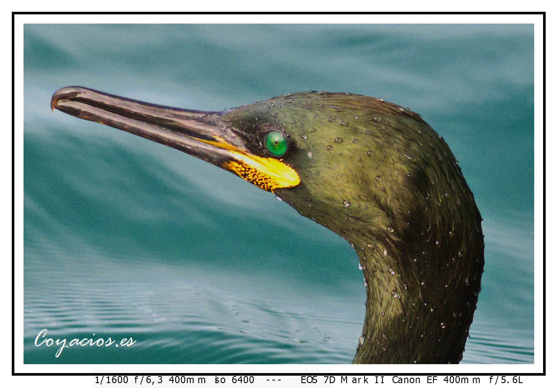 Canon EF 400mm F5.6L USM sample photo. Cormorán moñudo ( phalacrocorax aristotelismu) photography