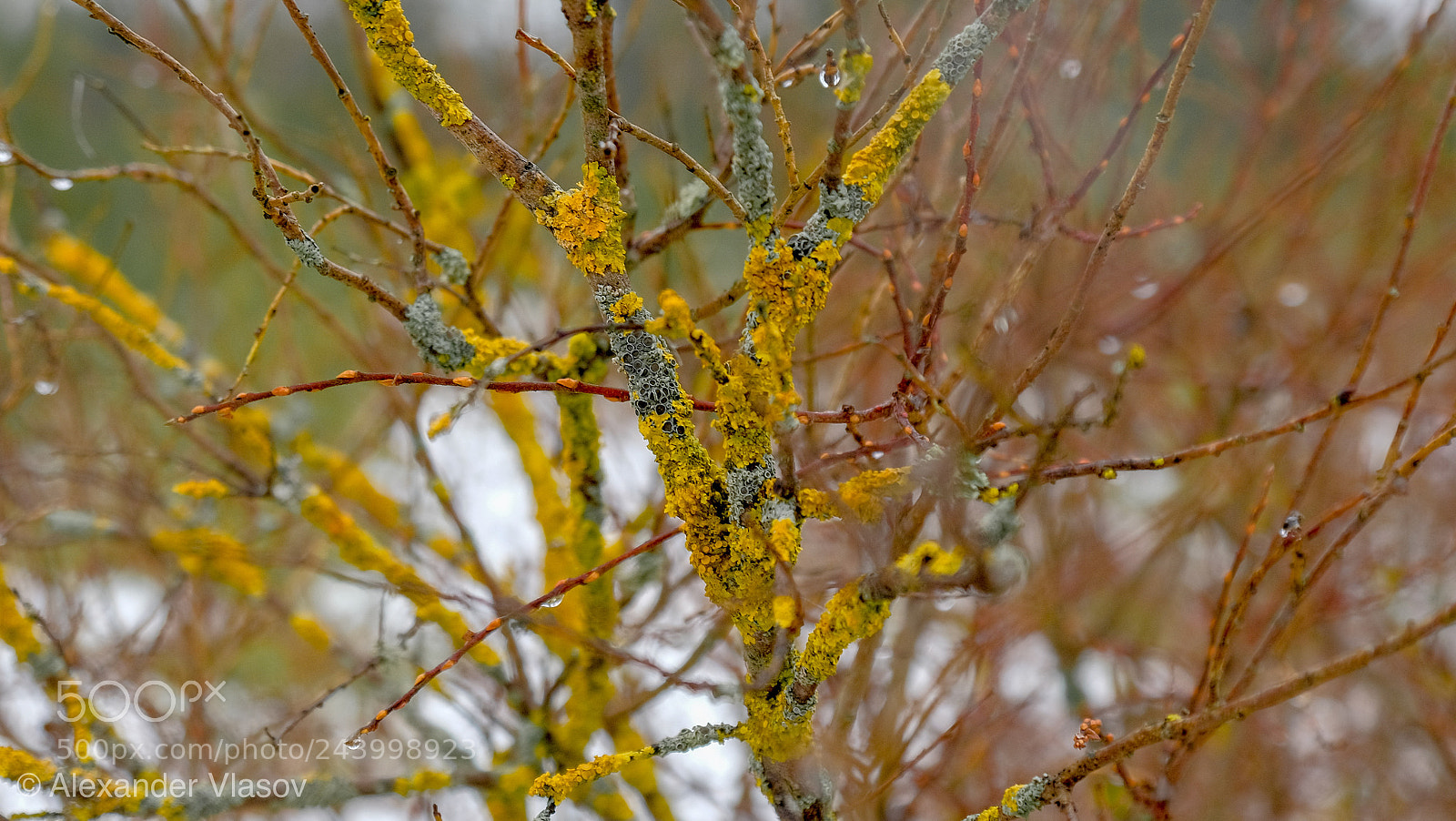 Fujifilm X-T10 sample photo. Moss tree photography
