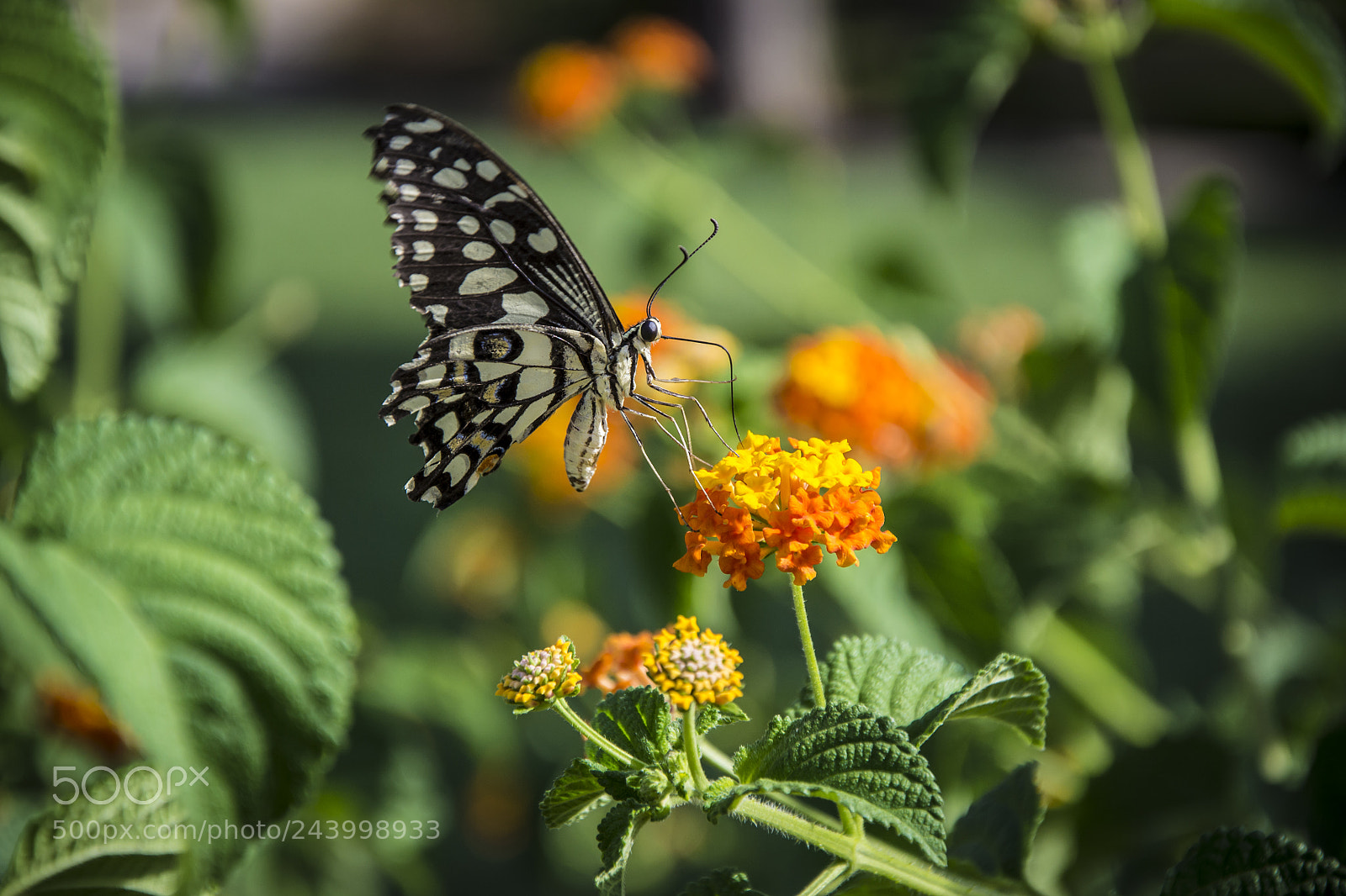 Nikon D3100 sample photo. Butterfly ! photography