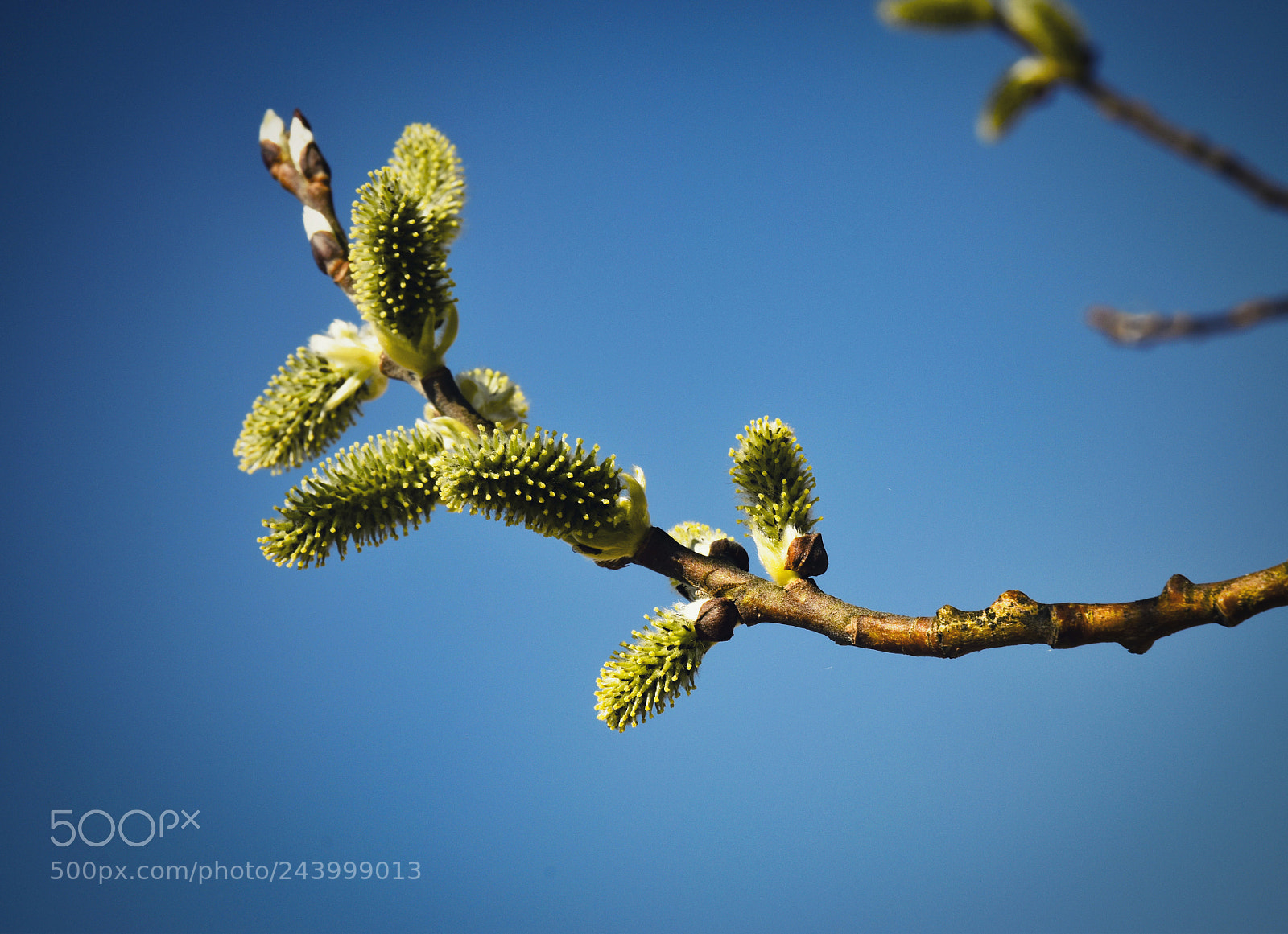 Nikon D5500 sample photo. Spring flowers on the photography