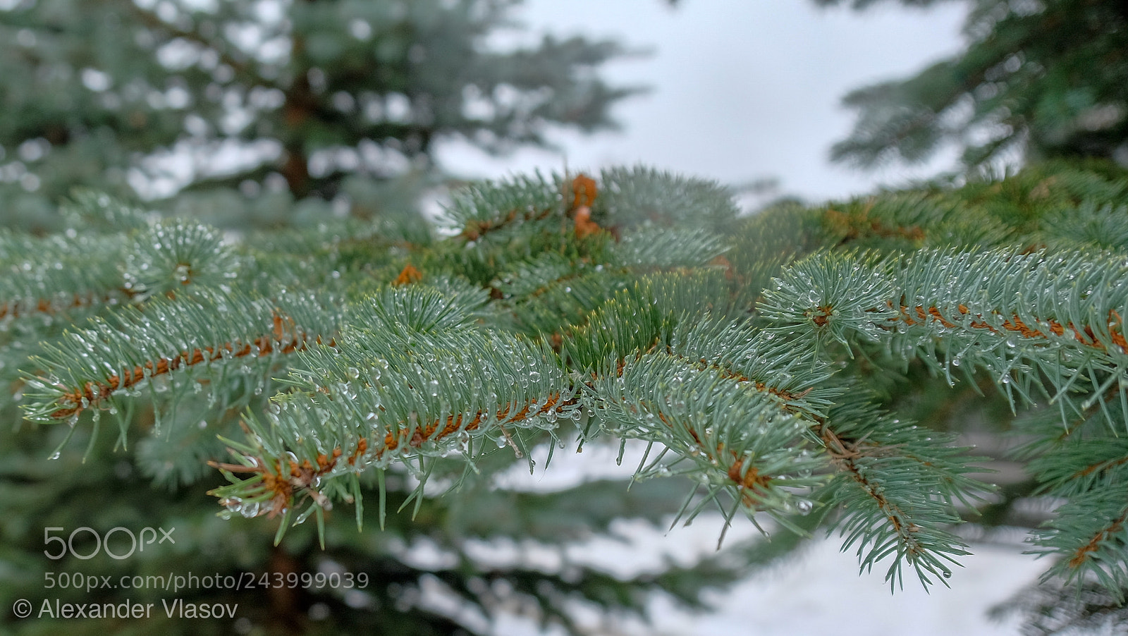 Fujifilm X-T10 sample photo. Pine photography