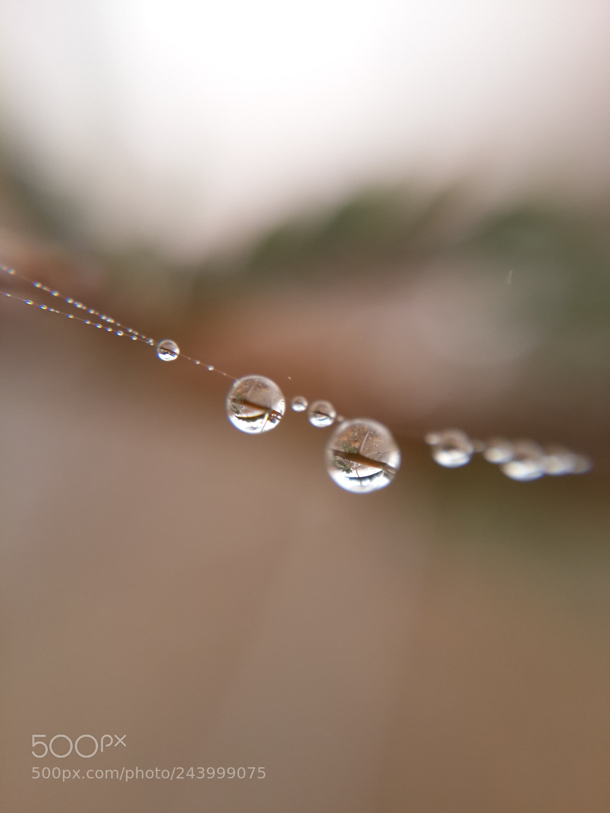 Samsung Galaxy S4 sample photo. Dew droplets photography