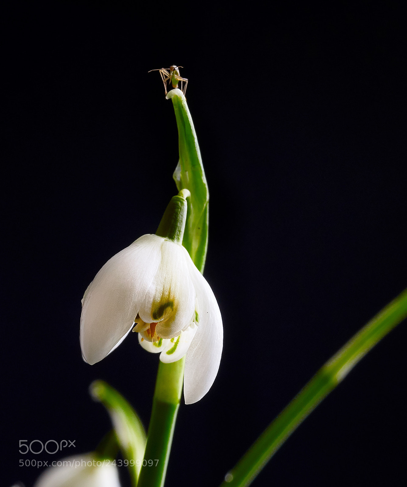Sony a99 II sample photo. Snowdrop and bug photography