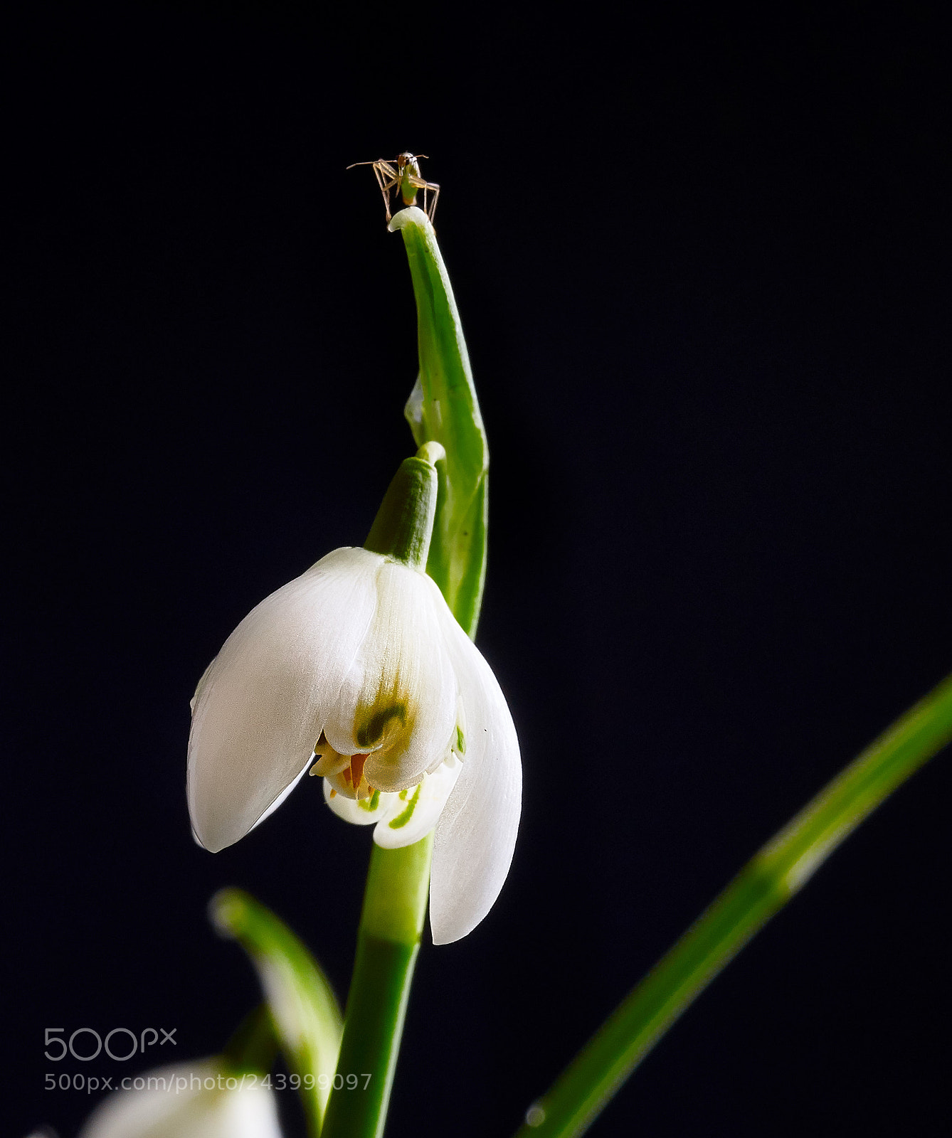 Sony SLT-A99V sample photo. Snowdrop and bug photography