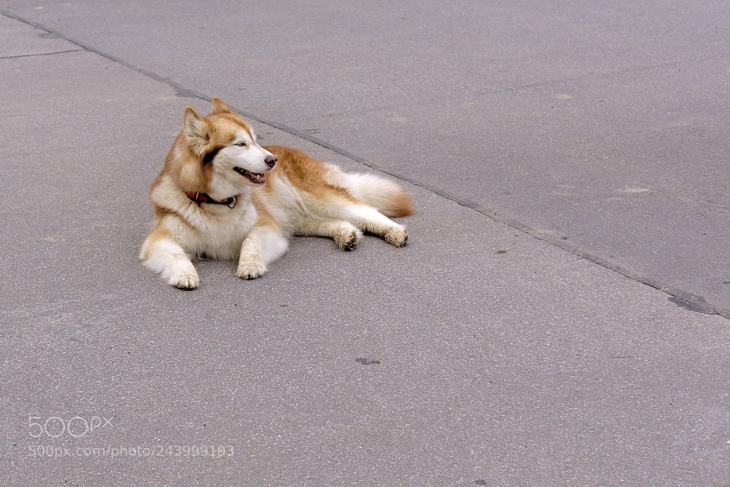 Sony SLT-A65 (SLT-A65V) sample photo. Пёс Барбос photography