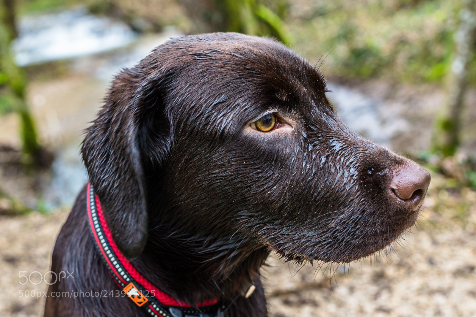 Nikon D600 sample photo. Tula photography