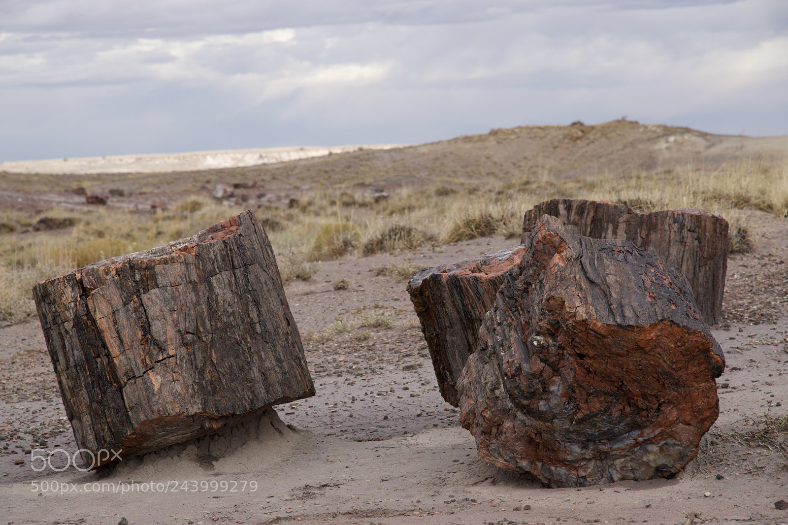 Sony ILCA-77M2 sample photo. Petrified forest n.p. photography