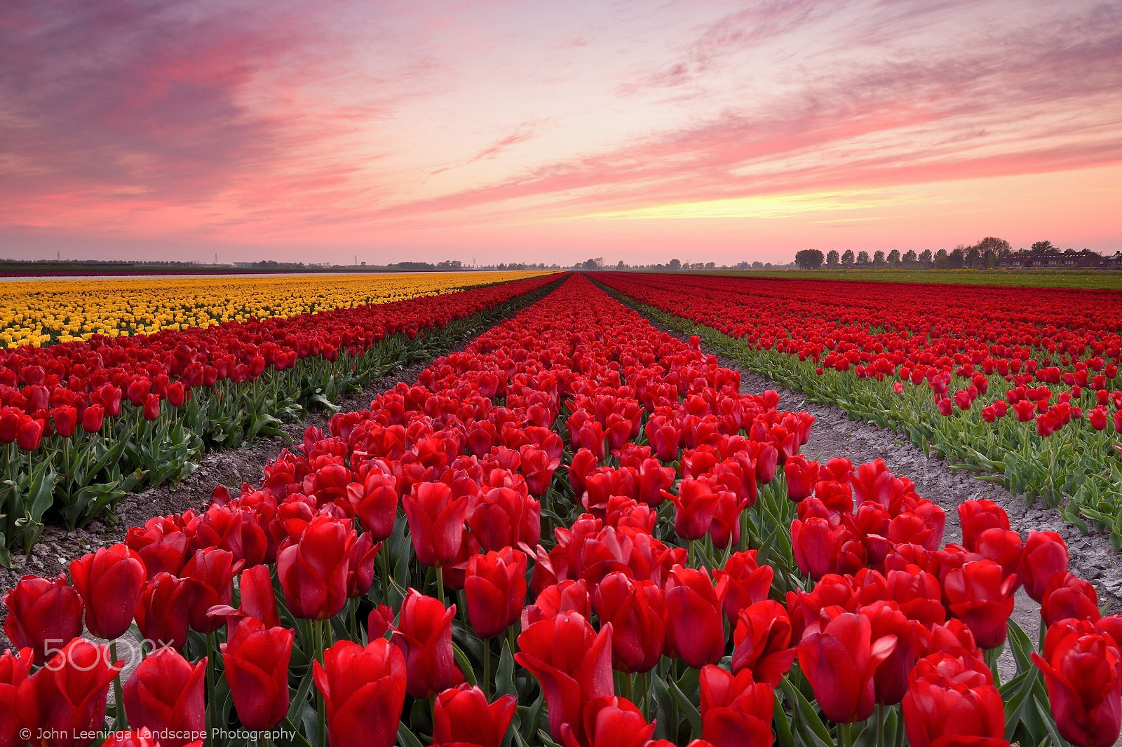 Nikon D7200 + Tokina AT-X Pro 12-24mm F4 (IF) DX sample photo. Tulips in red photography