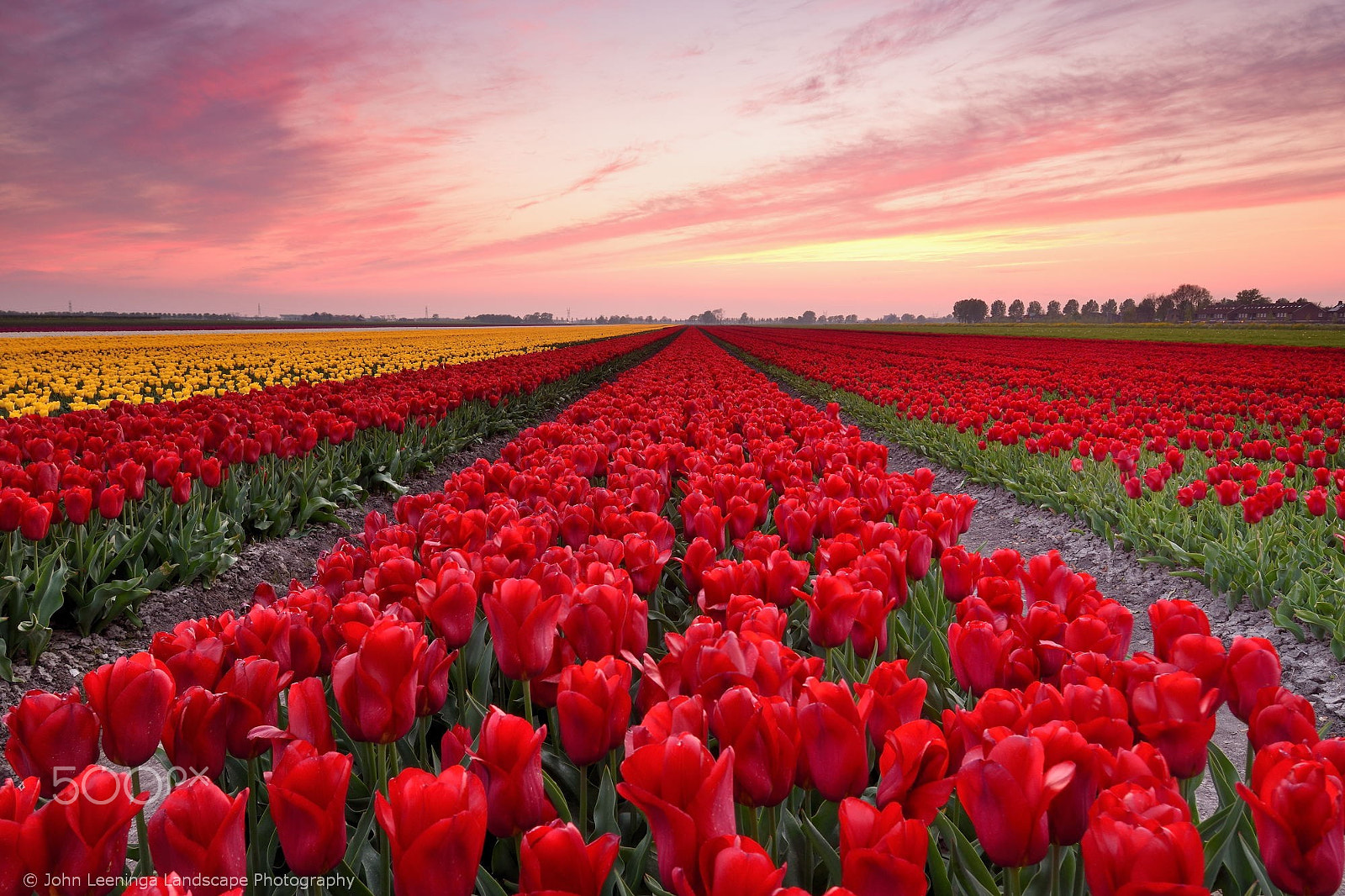 Nikon D7200 sample photo. Tulips in red photography