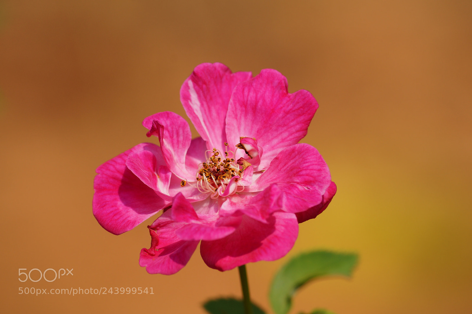 Sony DT 55-200mm F4-5.6 SAM sample photo. Flower photography