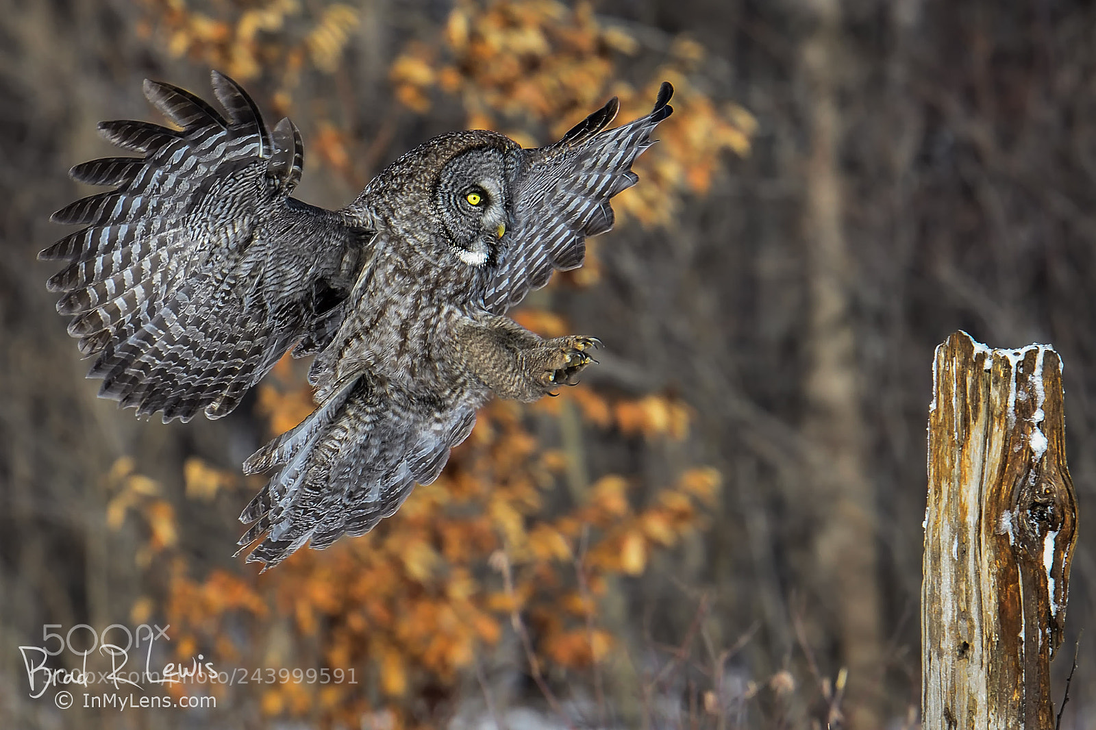 Nikon D5 sample photo. Great gray owl photography