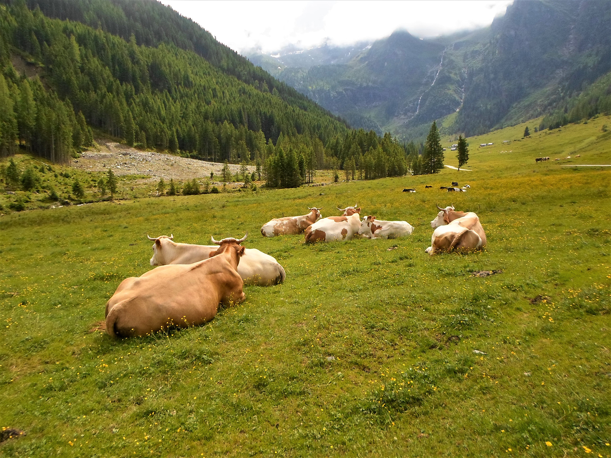 Samsung ST66 / ST68 sample photo. Auf der alm photography