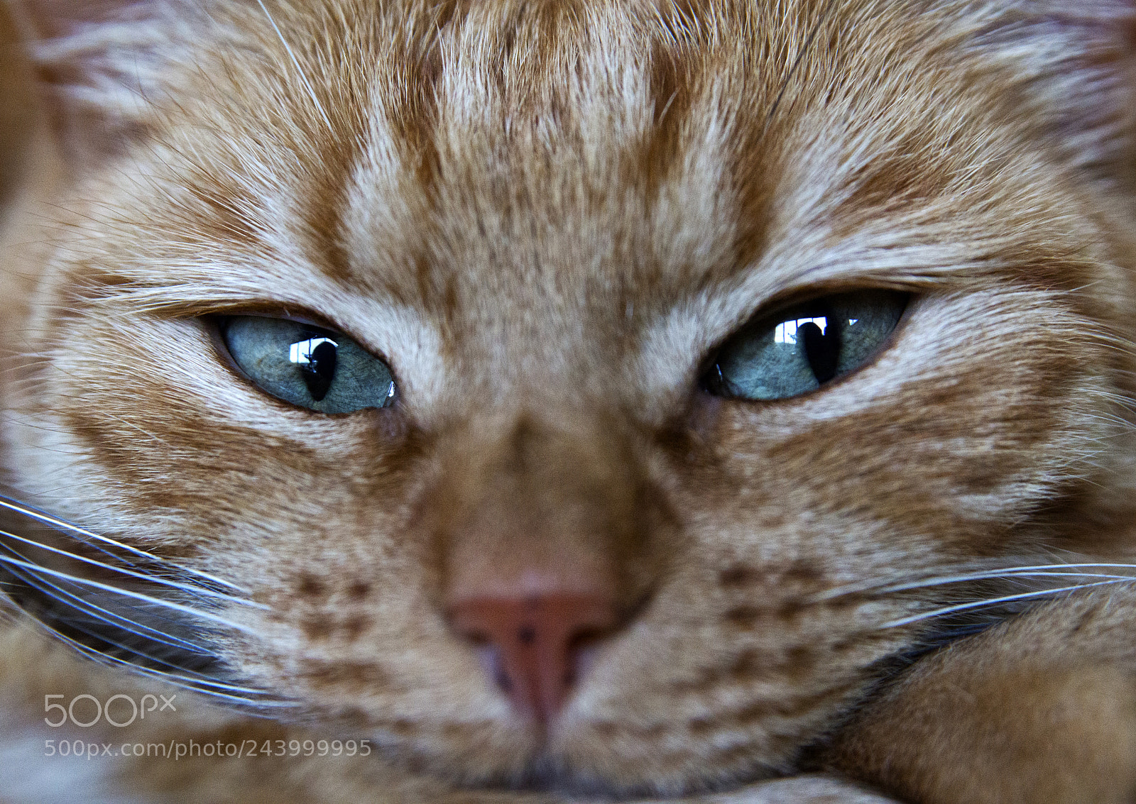 Sony SLT-A65 (SLT-A65V) sample photo. Challenge animals photography